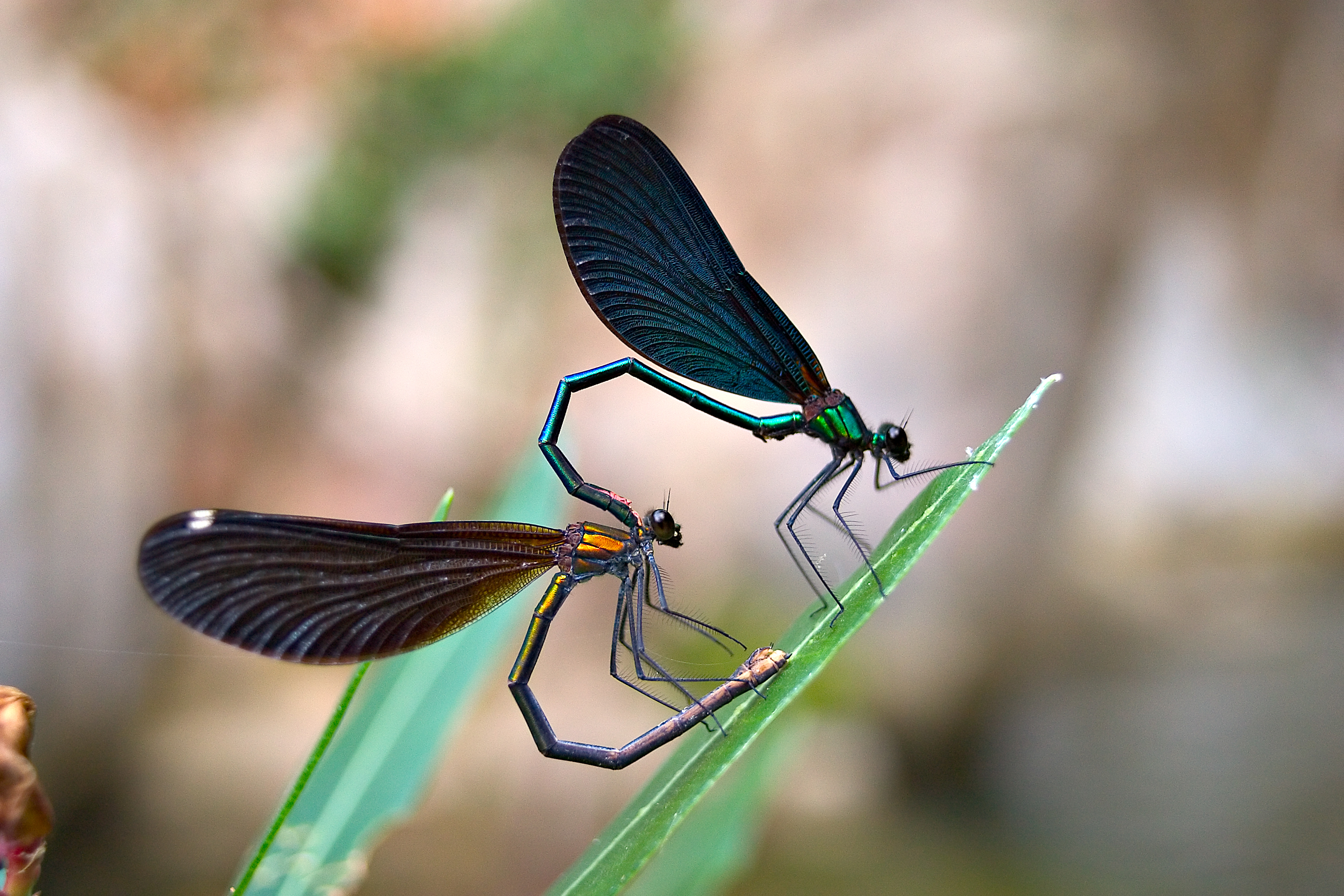 bwillis-dragonflies-h.jpg
